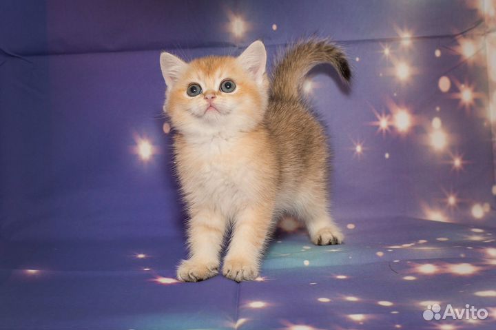 Британская золотистая шиншилла котята