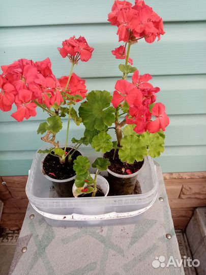 Комнатные цветы