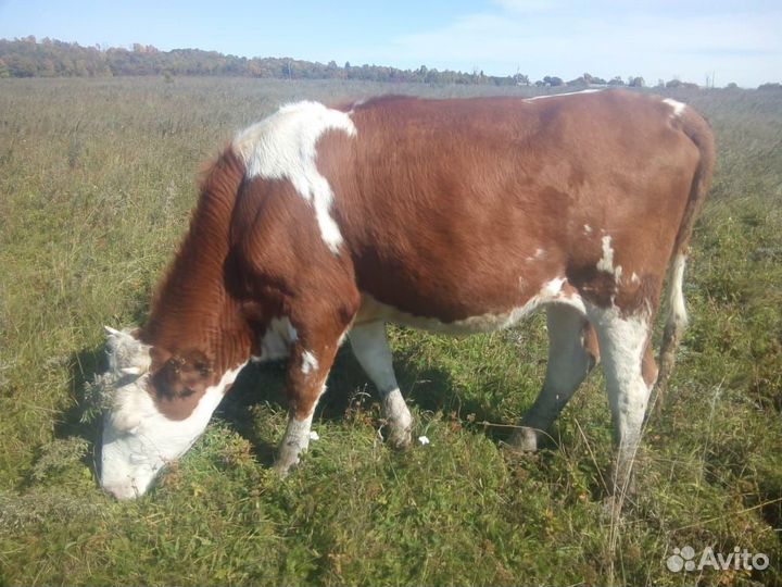 Продам тёлку