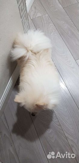 Немецкий шпиц