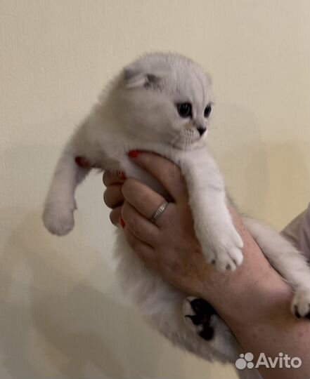 Друг без вредных привычек