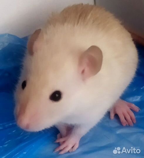 Крыса декоративная