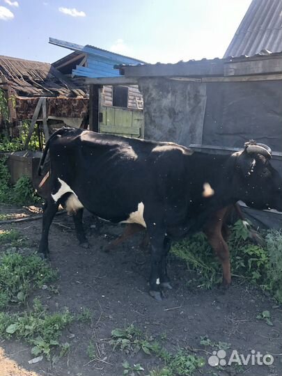 Продам корову