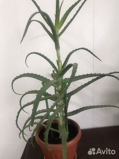 Алоэ лечебный