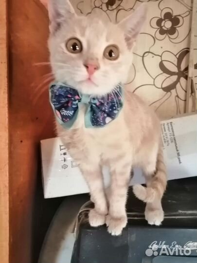 Котенок в добрые руки