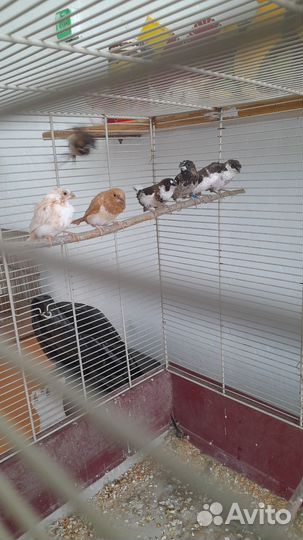 Японские амадины