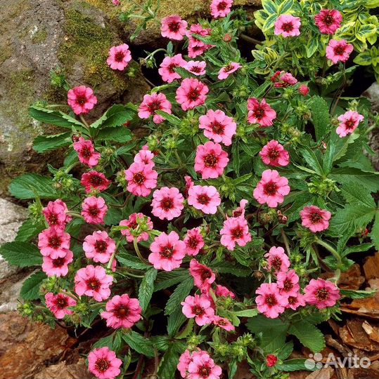 Многолетники