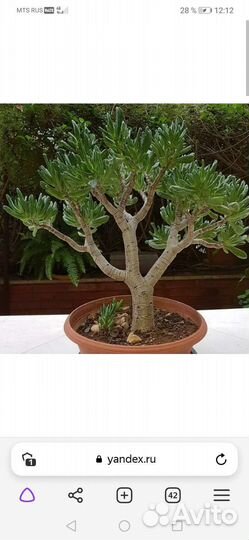 Толстянка хоббит