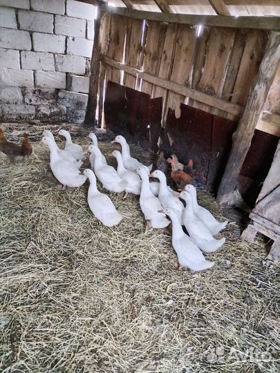 Утки агидель