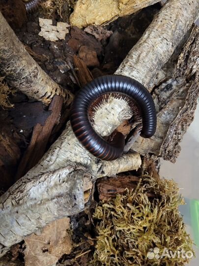 Экзотические питомцы