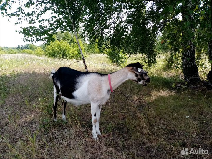 Две козы, козел