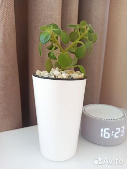 Цветок - семейное счастье