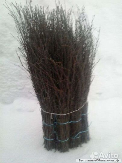 Метёлки берёзовые
