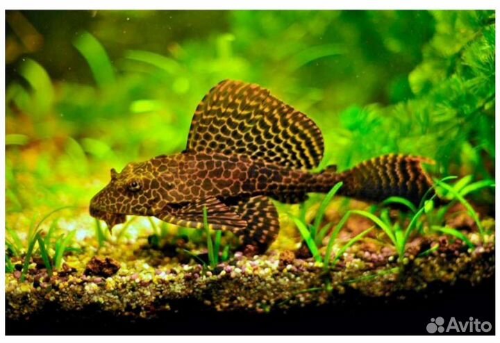 Парчевый сом Аквариумные рыбки в ассортименте