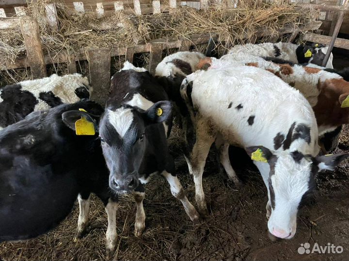 Телята бычки