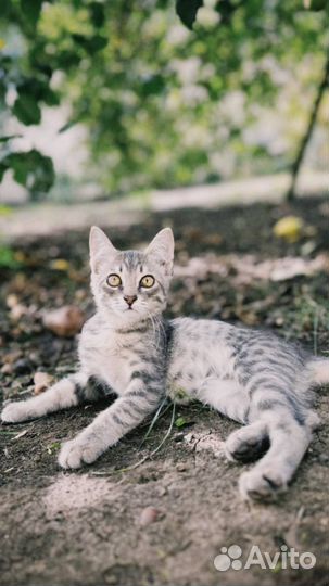 Котенок в добрые руки