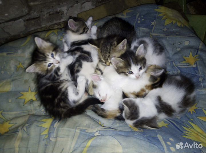 Котята в добрые руки бесплатно