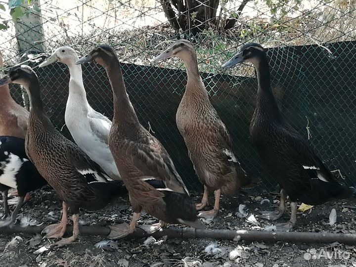 Индийские бегунки и индоутки