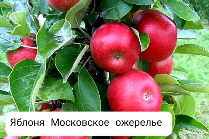 Яблони,груши,черешни,вишни,сливы,смородина и др