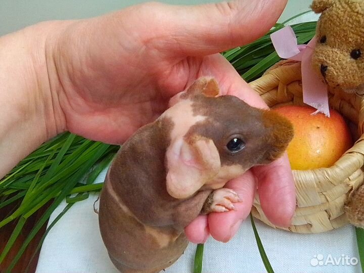 Морская свинка Скинни (малыши)