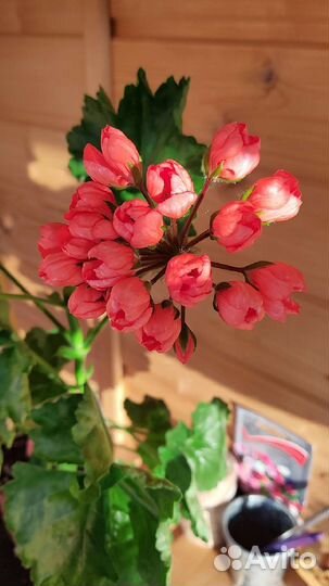 Пеларгония герань сортовая