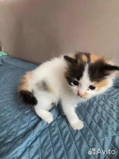 Кошки и котята