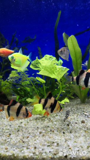 Тернеции и барбусы