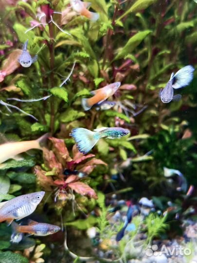 Аквариумные рыбки и растения