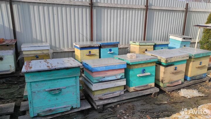 Продам пасеку