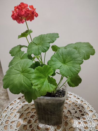 Пеларгония герань Что на фото