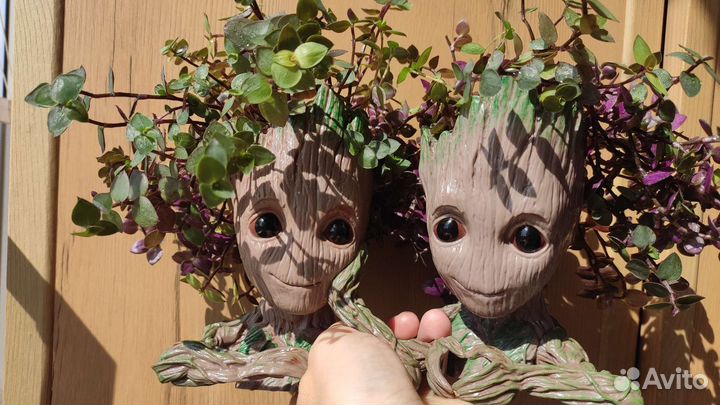 Каллизия 4 сорта зелёная розовая золотая бьянка