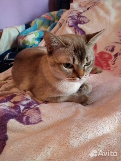 Бурмилла подросток