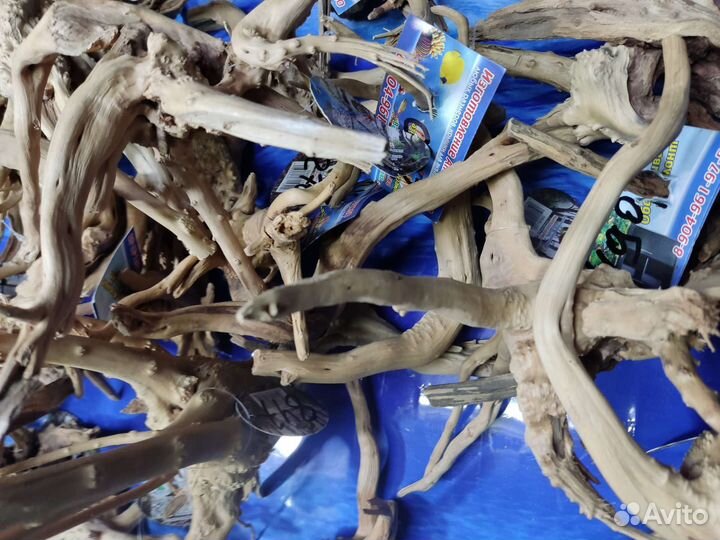 Коряги азалия