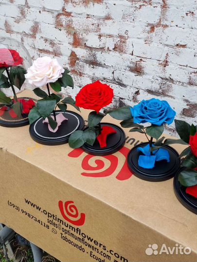 Роза в колбе оптом и в розницу