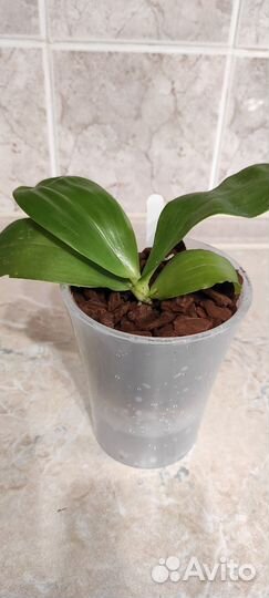 Орхидея фаленопсис