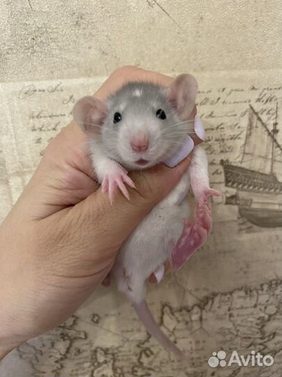 Ручные Крысята Дамбо из Питомника