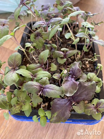 Рассада перцев,томатов,базилика