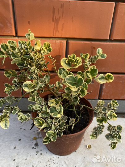 Карисса вариегатная