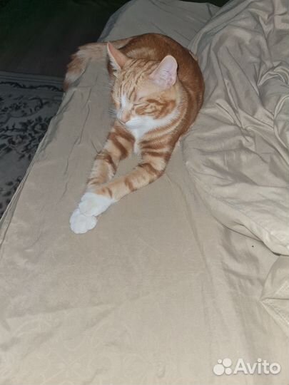 Отдам котика в добрые руки