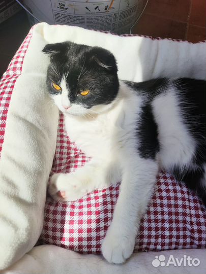 Кошка в добрые руки