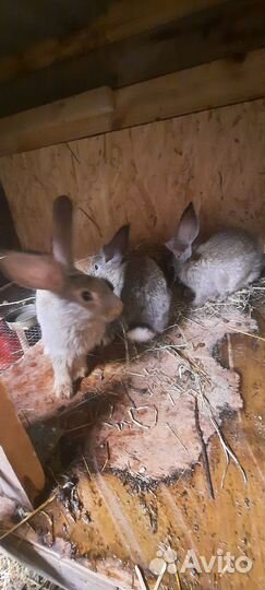 Кролики советская шиншилла