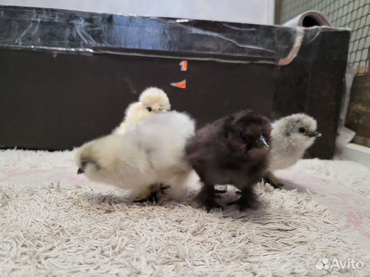 Брама палево-голубая. Яйцо, цыплята