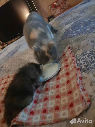 Персидская кошечка