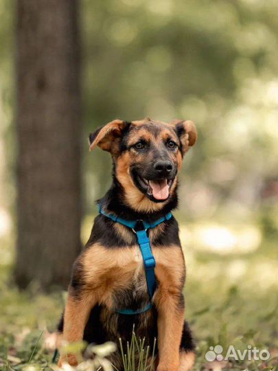 Щенок в добрые руки бесплатно