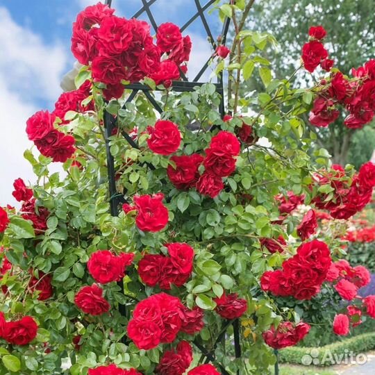 Саженцы плетистой розы