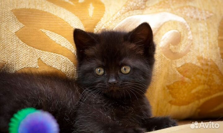 Маленькие черные полупушистые котята 1.5мес