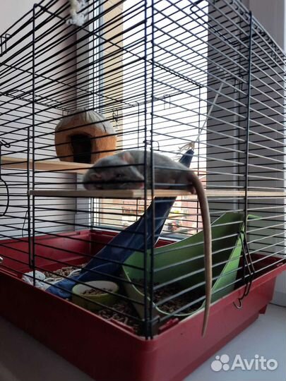 Клетка для животных