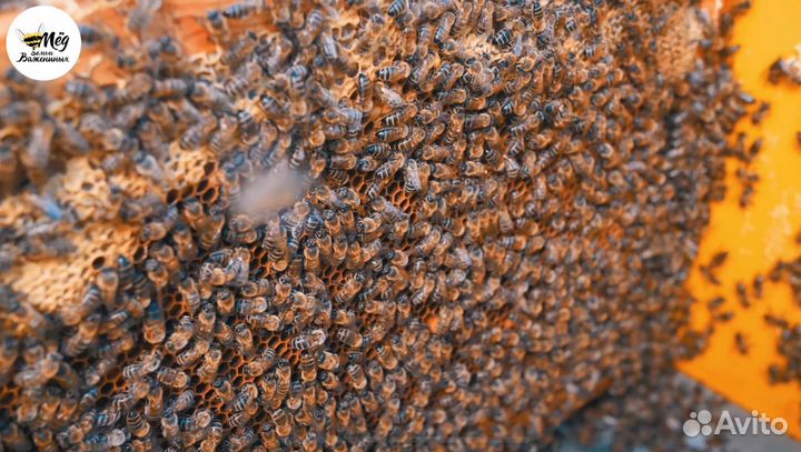 Мед свежий натуральный. Собственное производство