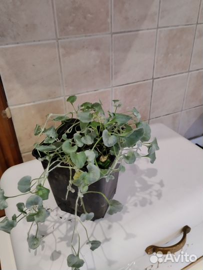 Дихондра серебристая