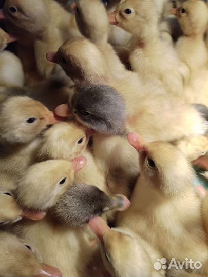 Утята суточные